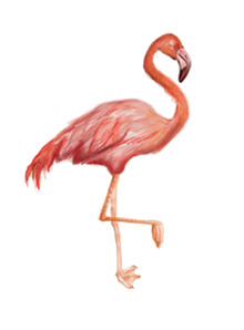 Placerile lui Noe - Flamingo Ilustration